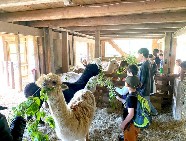 Schnitzeljagd führt Kinder und Jugendliche auf Erich‘s Alpakaranch